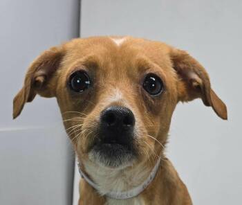 Buckeye -  Chiweenie Dog for Adoption in Newport, Tennessee - Buckeye | PetCurious