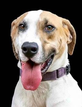 Tucker -  Hound and Great Dane Dog for Adoption in Houston, Texas - Tucker | PetCurious