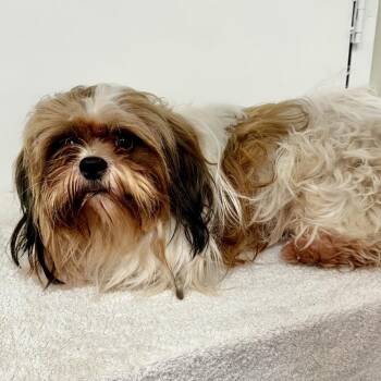 Winston -  Shih Tzu and None Dog for Adoption in Warrensburg, Missouri - Winston | PetCurious