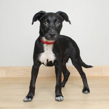 Cammie D69754 -  Australian Cattle Dog Blue Heeler and Mixed Breed Dog for Adoption in Minnetonka, Minnesota - Cammie D69754 | PetCurious