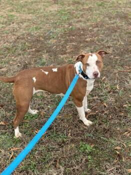 Rescue Pit Bull Terrier Dogs for Adoption in Burlington, New Jersey - Opal | PetCurious