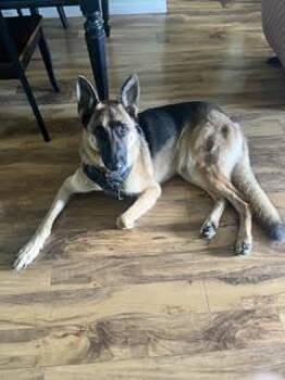 Max -  German Shepherd Dog Dog for Adoption in Palm Harbor, Florida - Max | PetCurious