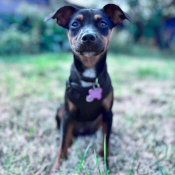 Pickles -  Miniature Pinscher Dog for Adoption in Eugene, Oregon - Pickles | PetCurious