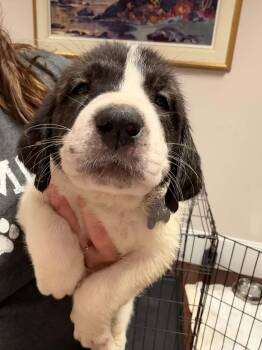Casper - Halloween Litter -  Anatolian Shepherd and Hound Dog for Adoption in Holly Springs, North Carolina - Casper - Halloween Litter | PetCurious