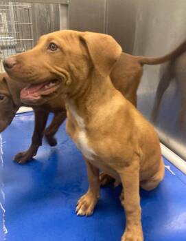 EARDWOLF -  Labrador Retriever and Mixed Breed Dog for Adoption in Dallas, Texas - EARDWOLF | PetCurious