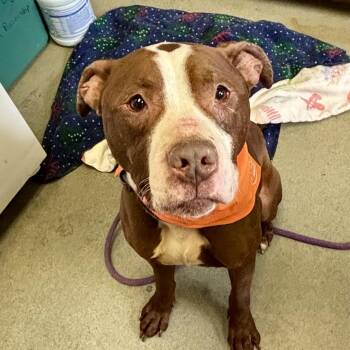Pit Bull Terrier Dogs Available for Adoption in Buffalo, New York - Benson | PetCurious