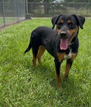 PIXEL -  Rottweiler Dog for Adoption in Conroe, Texas - PIXEL | PetCurious