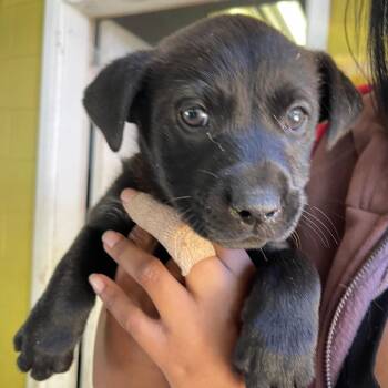 Mixed Breed Dogs Available for Adoption in Valley, Alabama - Heath | PetCurious