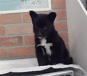 A2094057 -  Husky and Mixed Breed Dog for Adoption in Houston, Texas - A2094057 | PetCurious