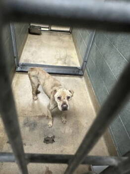 Rescue Mixed Breed Dogs for Adoption in Oakland, California - Ashby | PetCurious