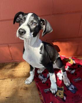 Rescue Pointer and Hound Dogs for Adoption in Pensacola, Florida - Shelby | PetCurious