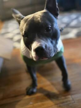 Rescue American Staffordshire Terrier Dogs for Adoption in Lincoln Park, New Jersey - Stanley | PetCurious