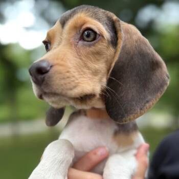 Ruth -  Beagle Dog for Adoption in Normal, Illinois - Ruth | PetCurious