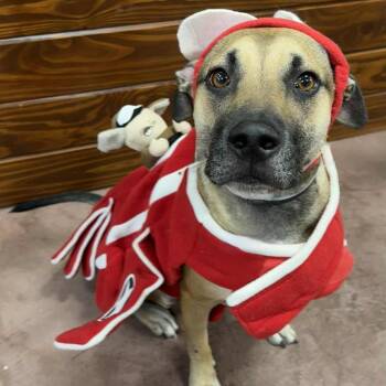 Rescue Shepherd and Retriever Dogs for Adoption in The Colony, Texas - Uno | PetCurious