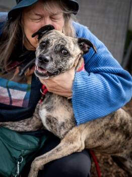 Mixed Breed Dogs Available for Adoption in Chamblee, Georgia - Juniper | PetCurious