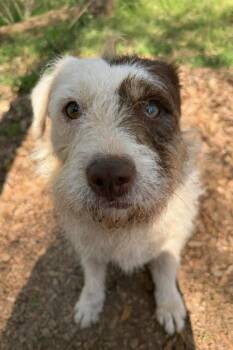 Mixed Breed Dogs Available for Adoption in Wayne, New Jersey - Joon | PetCurious