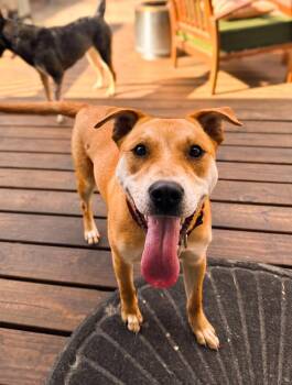 Shiba Inu Dogs Available for Adoption - Faeya | PetCurious