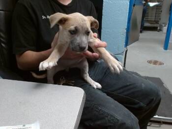 STAR -  Australian Cattle Dog Blue Heeler and Mixed Breed Dog for Adoption in Albuquerque, New Mexico - STAR | PetCurious