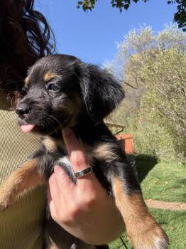 Anchor -  Chihuahua and Dachshund Dog for Adoption in Atascadero, California - Anchor | PetCurious