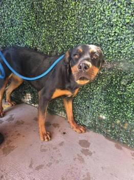 61195940 -  Rottweiler and Mixed Breed Dog for Adoption in El Paso, Texas - 61195940 | PetCurious