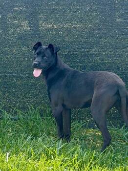 Kehlani -  Labrador Retriever and Mixed Breed Dog for Adoption in Burnsville, North Carolina - Kehlani | PetCurious