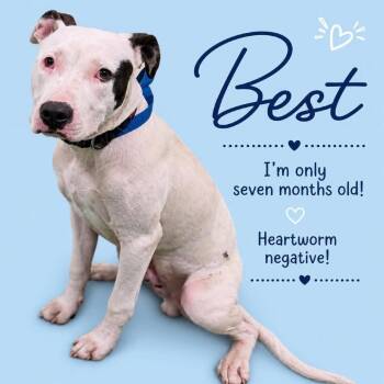 Best -  Mixed Breed Dog for Adoption in Memphis, Tennessee - Best | PetCurious