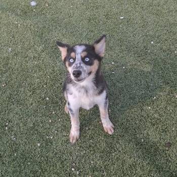Cody -  Shepherd Dog for Adoption in Hannibal, Missouri - Cody | PetCurious