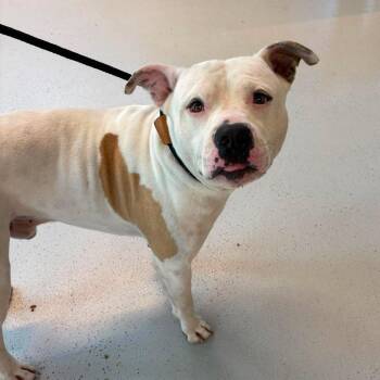 Calvin Stray Hold 9/10 -  Mixed Breed Dog for Adoption in Huntington, West Virginia - Calvin Stray Hold 9/10 | PetCurious