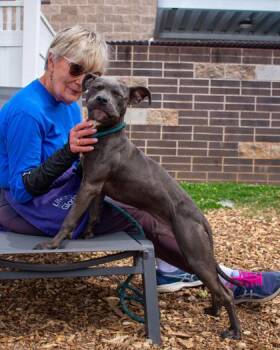 Mixed Breed Dogs Available for Adoption in Chamblee, Georgia - Helopopper | PetCurious