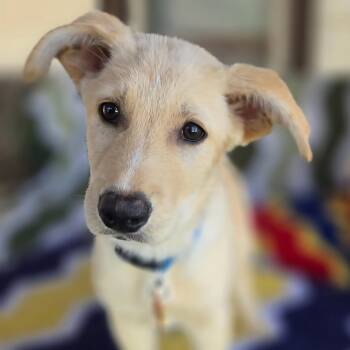 Labrador Retriever and Mixed Breed Dogs Available for Adoption in Normal, Illinois - Muno | PetCurious