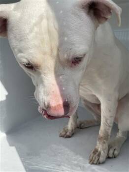 A661462 -  Pit Bull Terrier Dog for Adoption in Houston, Texas - A661462 | PetCurious