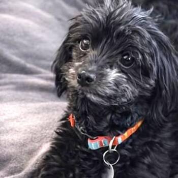 Shih Poo and Shih Tzu Dogs Available for Adoption in Marana, Arizona - DARBY  | PetCurious
