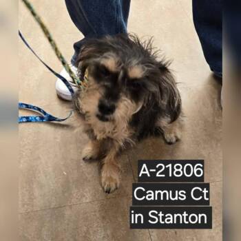 Yorkshire Terrier and Terrier Dogs Available for Adoption in Westminster, California - WAGS-Stray-21806 | PetCurious