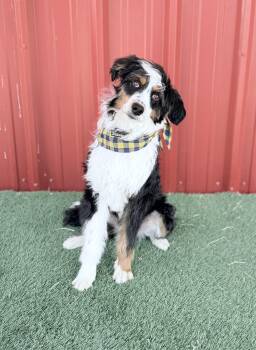 Aussiedoodle Dogs Available for Adoption - Banjo | PetCurious