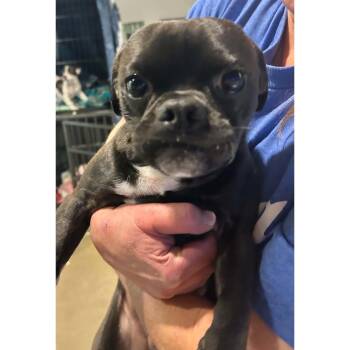Milo -  Boston Terrier and Pug Dog for Adoption in Boulder, Colorado - Milo | PetCurious