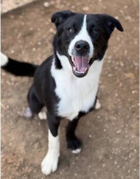 Border Collie and Terrier Dogs Available for Adoption in Bloomfield, Connecticut - Molly2 | PetCurious