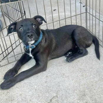Rescue Labrador Retriever Dogs for Adoption in Grand Bay, Alabama - Little Bear | PetCurious