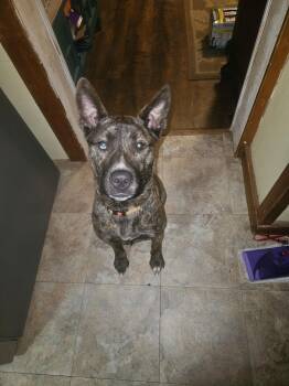 Lacy-NH -  American Staffordshire Terrier Dog for Adoption in Magnolia, Texas - Lacy-NH | PetCurious
