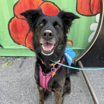 Belle -  Shepherd and Australian Shepherd Dog for Adoption in Bend, Oregon - Belle | PetCurious