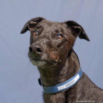 Harry -  Greyhound Dog for Adoption in Woodinville, Washington - Harry | PetCurious
