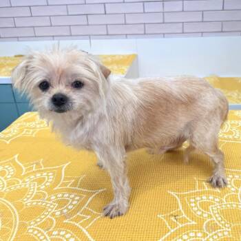 Goggles 14339 -  Yorkshire Terrier and Brussels Griffon Dog for Adoption in San Francisco, California - Goggles 14339 | PetCurious