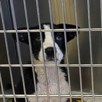 Mixed Breed Dogs Available for Adoption in Ardmore, Oklahoma - Runner | PetCurious