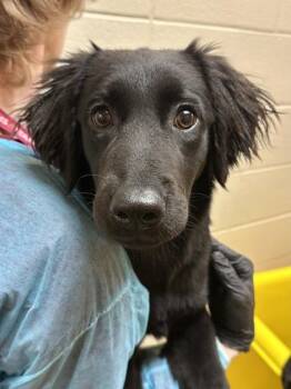 Diamond -  Mixed Breed Dog for Adoption in Wichita, Kansas - Diamond | PetCurious