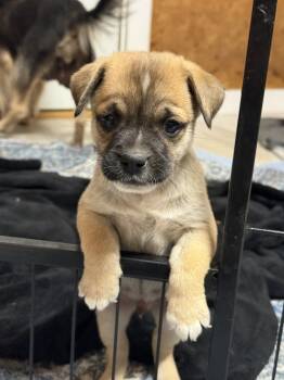 Rescue Yorkshire Terrier and Pug Dogs for Adoption in Bolivar, Missouri - Boxer | PetCurious