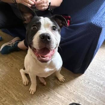 Samosa -  Pit Bull Terrier Dog for Adoption in Chicago, Illinois - Samosa | PetCurious