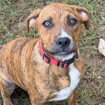 Rescue Hound Dogs for Adoption in Cranston, Rhode Island - BEA | PetCurious