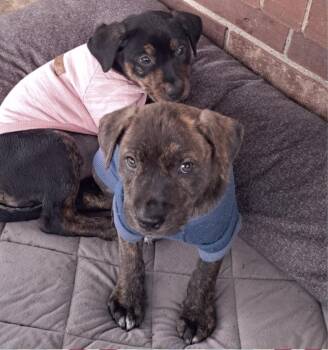 Rottweiler Dogs Available for Adoption - Lilly | PetCurious