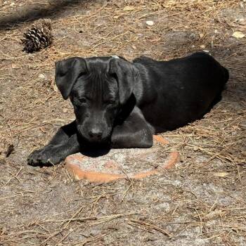 Mixed Breed Dogs Available for Adoption in Savannah, Georgia - Boink | PetCurious