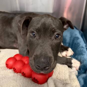 Galaxie -  Mixed Breed Dog for Adoption in Martinsville, Virginia - Galaxie | PetCurious