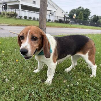 Coco -  Hound Dog for Adoption in Canal Winchester, Ohio - Coco | PetCurious
